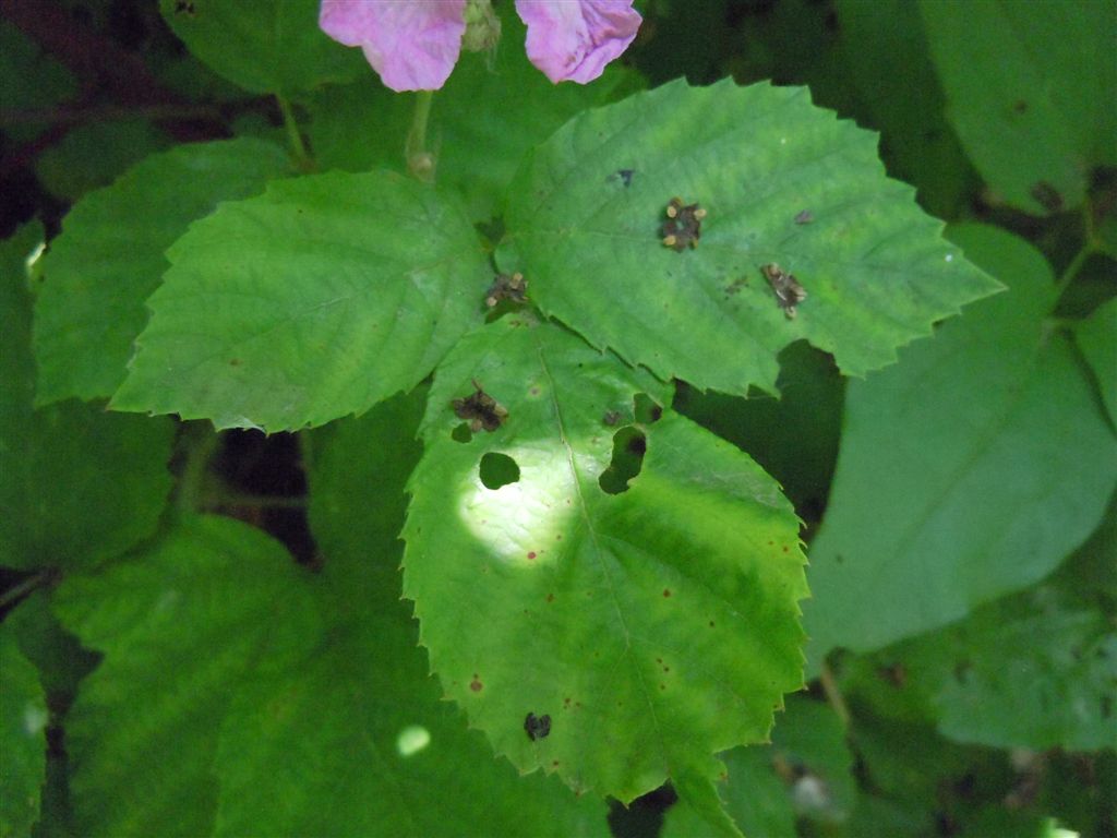 Rubus ulmifolius